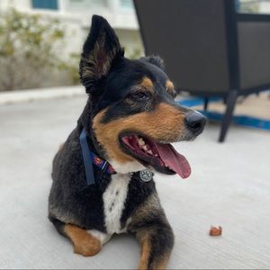 Meet your Posher, Shane